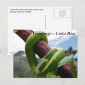 Green Viper in Costa Rica Briefkaart (Voorkant / Achterkant)