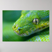 Green Viper Poster (Voorkant)