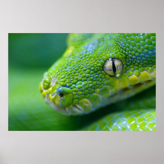 Green Viper Poster (Voorkant)