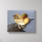 Green Wing Blauwgroen Duck Wrapped Canvas Art (Voorkant)