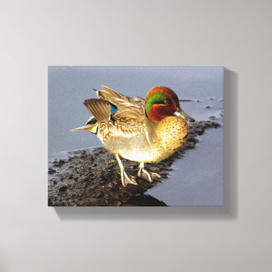 Green Wing Blauwgroen Duck Wrapped Canvas Art (Voorkant)