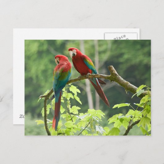 Green-winged Ara's Briefkaart (Voorkant / Achterkant)