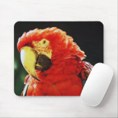 Green Winged Macaw Parrot Bird Close Muismat (Met muis)