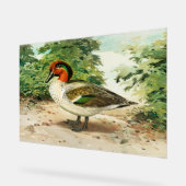 Green-winged teal acryl bord (Hoek)