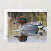 Green-winged Wintertaling Briefkaart (Voorkant / Achterkant)