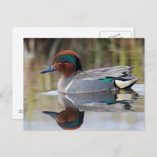 Green-winged Wintertaling Briefkaart (Voorkant / Achterkant)