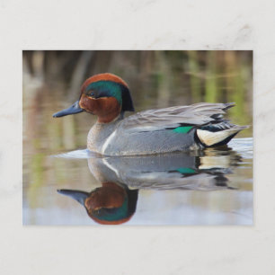 Green-winged Wintertaling Briefkaart