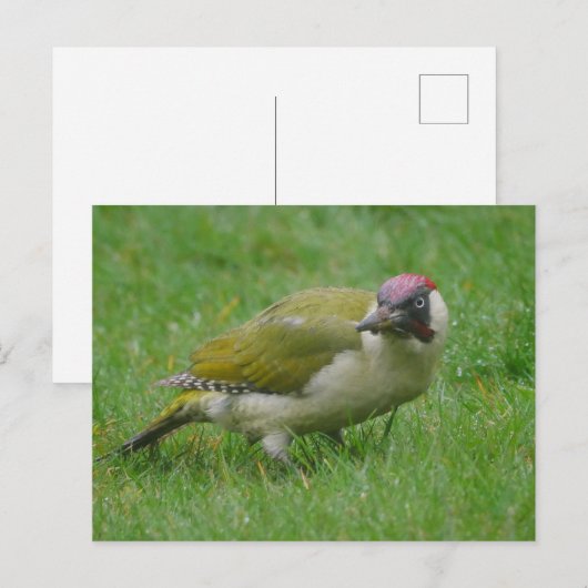 Green Woodpecker Briefkaart (Voorkant / Achterkant)
