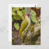 Green Woodpecker Briefkaart  (Voorkant / Achterkant)