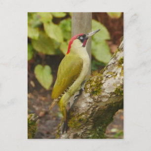 Green Woodpecker Briefkaart 