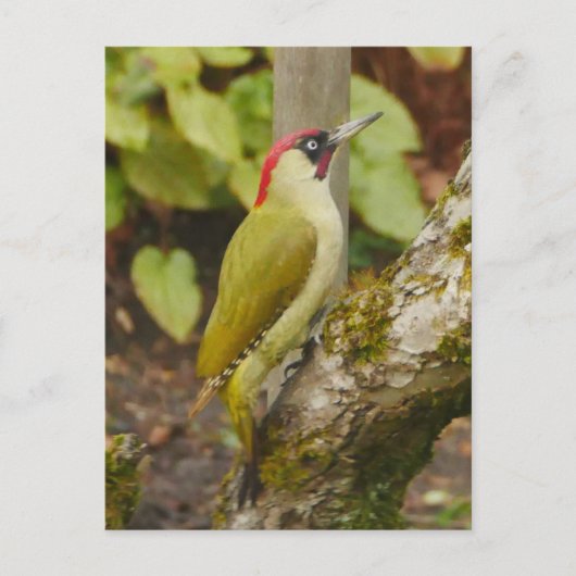 Green Woodpecker Briefkaart  (Voorkant)