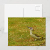 Green Woodpecker Briefkaart (Voorkant / Achterkant)