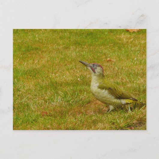 Green Woodpecker Briefkaart (Voorkant)