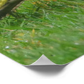 Green Woodpecker Poster (Hoek)