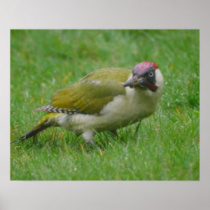 Green Woodpecker Poster
