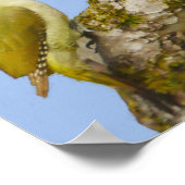 Green Woodpecker Poster (Hoek)