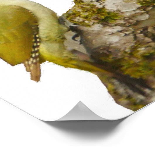 Green Woodpecker Poster (Hoek)