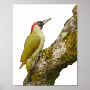 Green Woodpecker Poster
