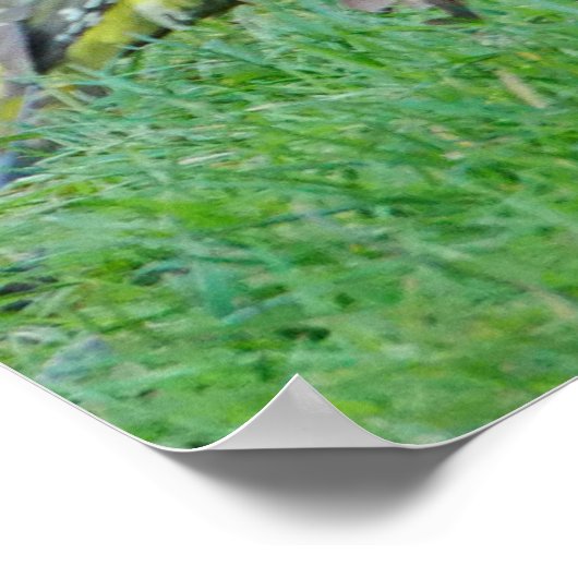 Green Woodpecker Poster (Hoek)