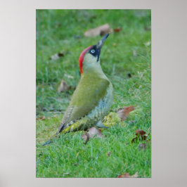 Green Woodpecker Poster