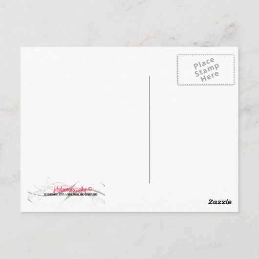 Green Zee Turtle, Florida Briefkaart (Achterkant)