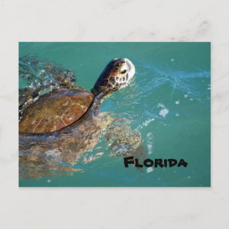 Green Zee Turtle, Florida Briefkaart