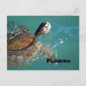 Green Zee Turtle, Florida Briefkaart (Voorkant)