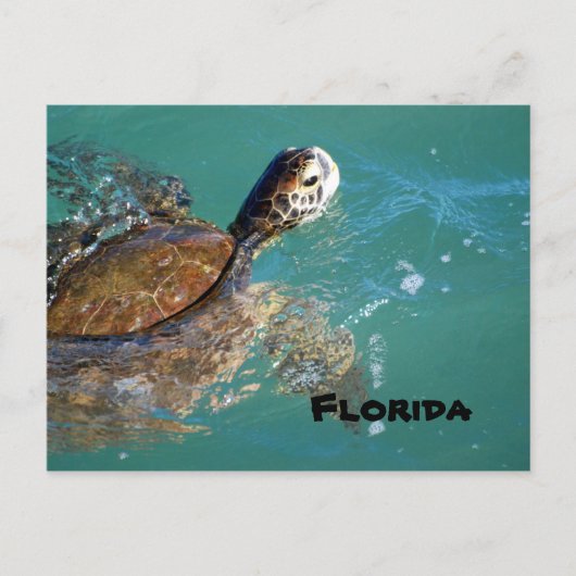 Green Zee Turtle, Florida Briefkaart (Voorkant)