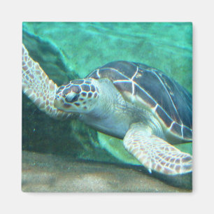 Green Zee Turtle Magnet