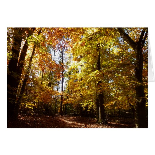 Greenbelt Park in de Herfst II Maryland Natuur Sce (Voorkant Horizontaal)