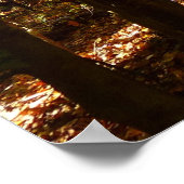 Greenbelt Park in Herfst I Landschap Maryland Poster (Hoek)