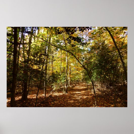 Greenbelt Park in Herfst I Landschap Maryland Poster (Voorkant)