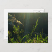 Greenery Briefkaart (Voorkant / Achterkant)