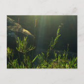 Greenery Briefkaart (Voorkant)