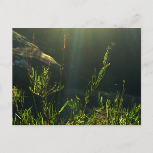 Greenery Briefkaart (Voorkant)