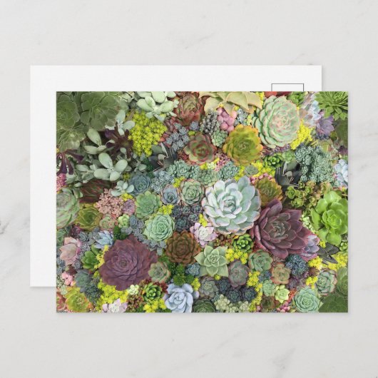 Greenery Succulents Briefkaart (Voorkant / Achterkant)
