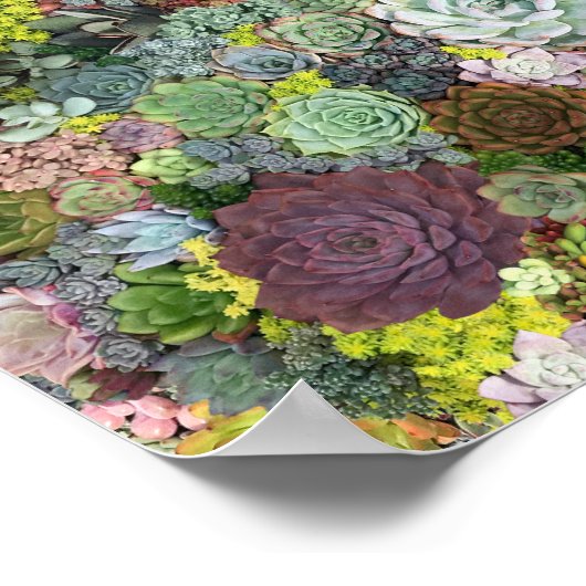 Greenery Succulents Poster (Hoek)