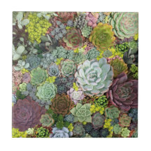Greenery Succulents