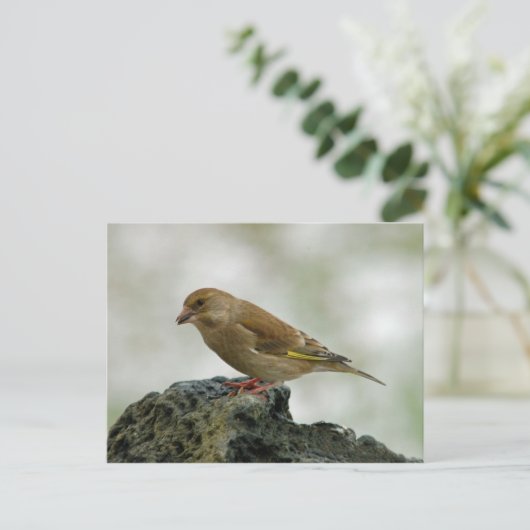 Greenfinch briefkaart (Staand voorkant)