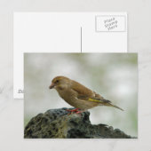 Greenfinch briefkaart (Voorkant / Achterkant)