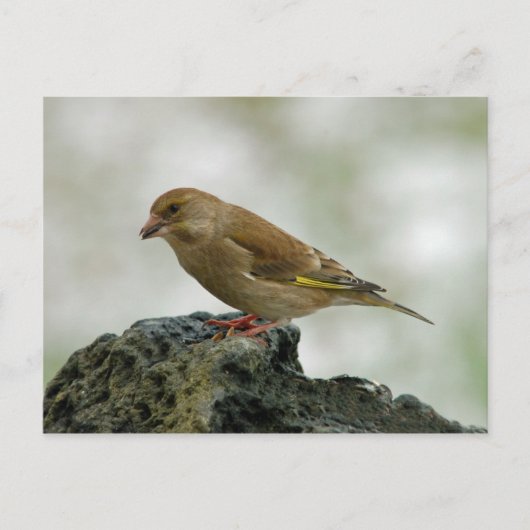 Greenfinch briefkaart (Voorkant)