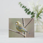 Greenfinch briefkaart (Staand voorkant)