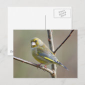 Greenfinch briefkaart (Voorkant / Achterkant)
