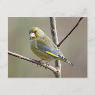 Greenfinch briefkaart