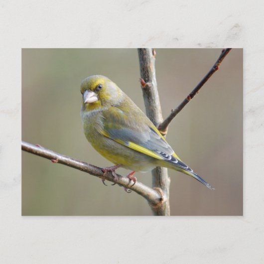 Greenfinch briefkaart (Voorkant)