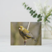 Greenfinch briefkaart (Staand voorkant)