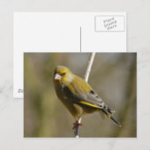 Greenfinch briefkaart (Voorkant / Achterkant)