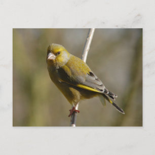 Greenfinch briefkaart