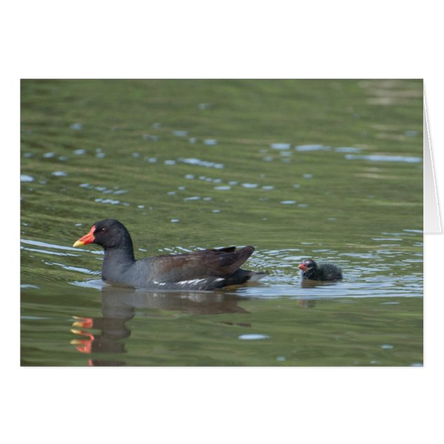 Greenhill Moorhens (Voorkant Horizontaal)
