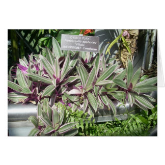 Greenhouse Flowers Eleven